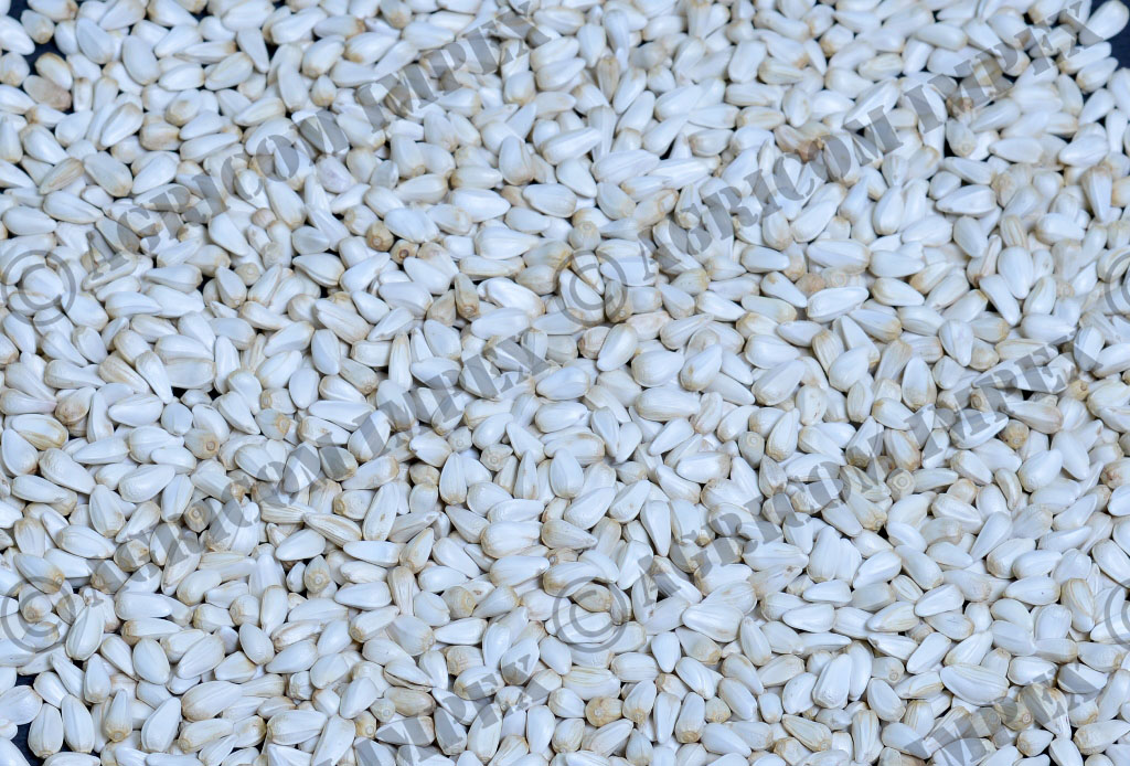 Safflower Seed